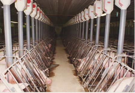 C:\Users\David7\Desktop\Creeps\PregnantSowsInCrates 1.jpg