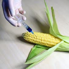 gmo