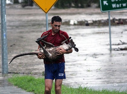 http://images.brisbanetimes.com.au/2011/03/25/2252265/roo-rescue-005-420x0.jpg